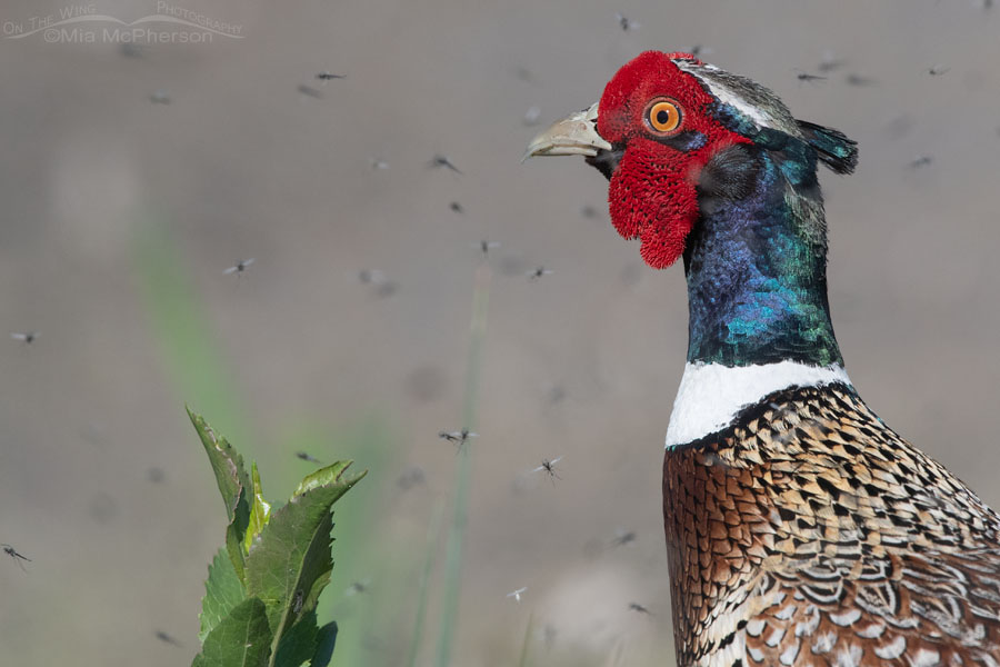 Ring-necked Pheasant and Midges, Bear River Migratory Bird Refuge, Box Elder County, Utah