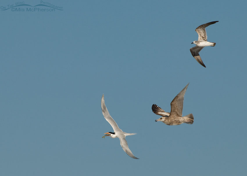 Royal Tern with prey being chased by immature Laughing and American Herring Gulls, Fort De Soto County Park, Pinellas County, Florida