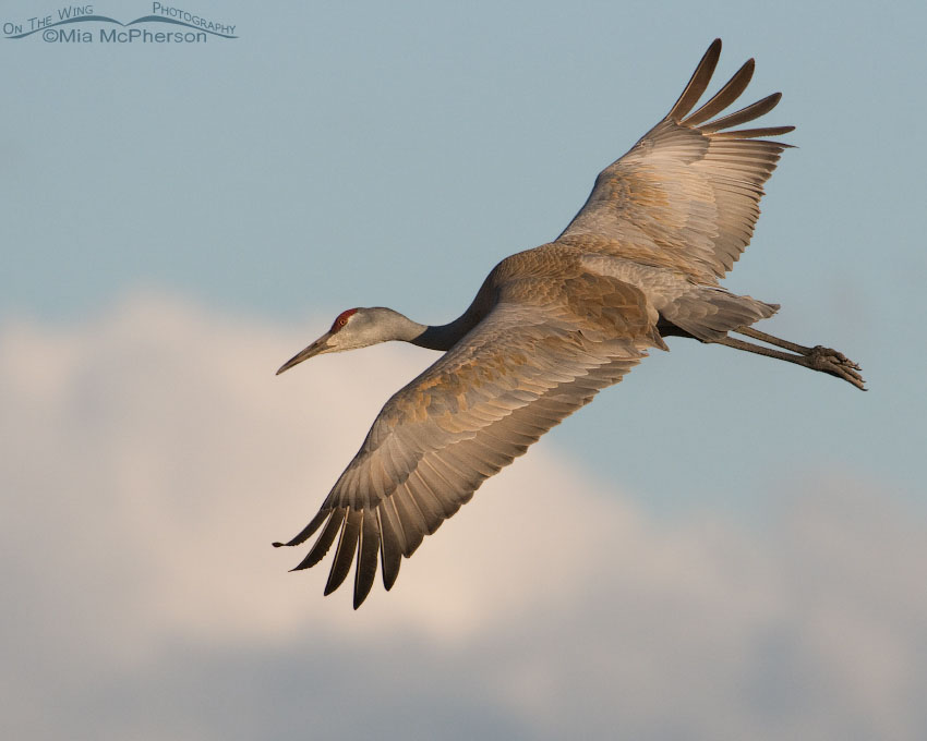 Lone Sandhill Crane in flight, Bicknell Bottoms Wildlife Management Area, Wayne County, Utah