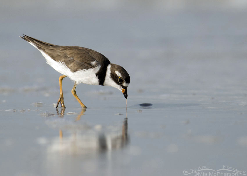 Semipalmated Plover with marine worm, Fort De Soto County Park, Pinellas County, Florida