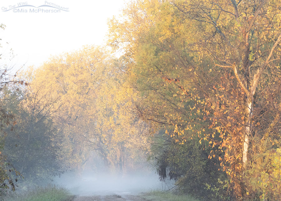 Foggy road at Sequoyah National Wildlife Refuge in the fall, Oklahoma