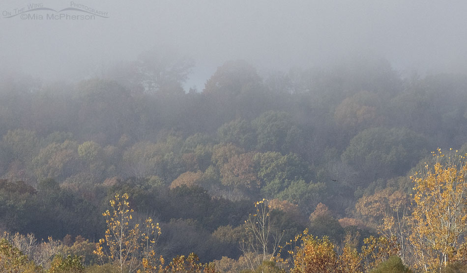 Foggy fall morning at Sequoyah National Wildlife Refuge, Oklahoma