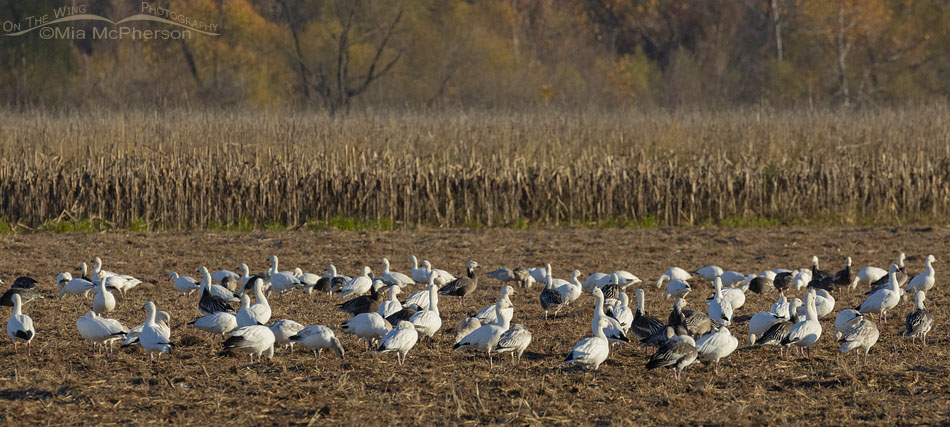 Flock of Snow Geese in a field, Sequoyah National Wildlife Refuge, Oklahoma