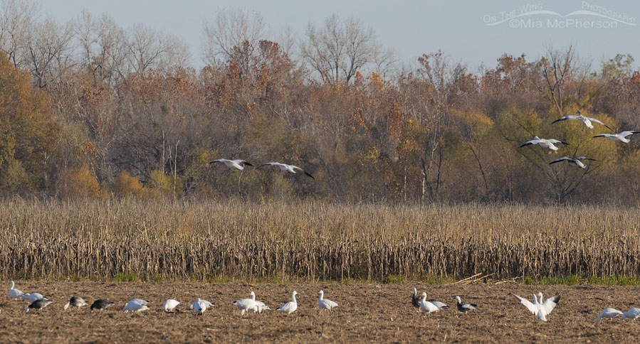 Snow Goose flock in early morning at Sequoyah NWR, Sequoyah National Wildlife Refuge, Oklahoma