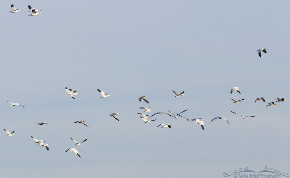 Flock of Snow Geese flying over Sequoyah NWR, Sequoyah National Wildlife Refuge, Oklahoma