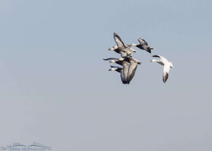 Seven Snow Geese in flight over Sequoyah National Wildlife Refuge, Oklahoma