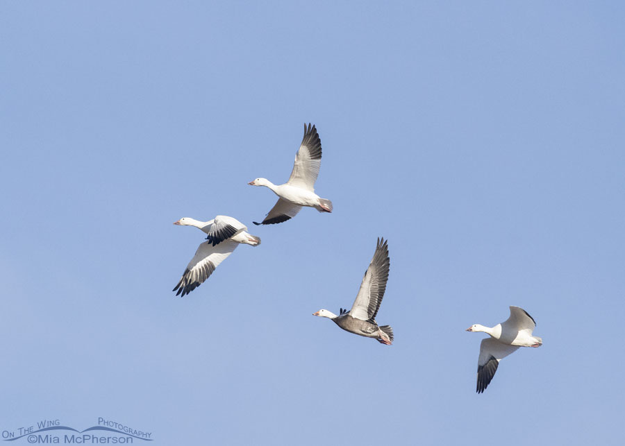 One dark morph and three white morph Snow Geese in flight, Sequoyah National Wildlife Refuge, Oklahoma