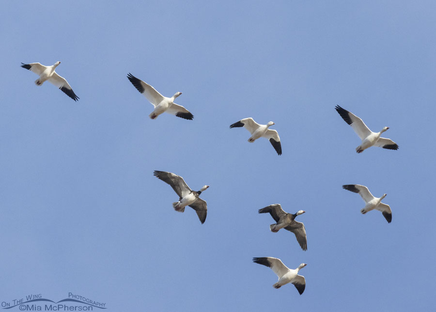 Eight Snow Geese flying over Sequoyah NWR, Sequoyah National Wildlife Refuge, Oklahoma