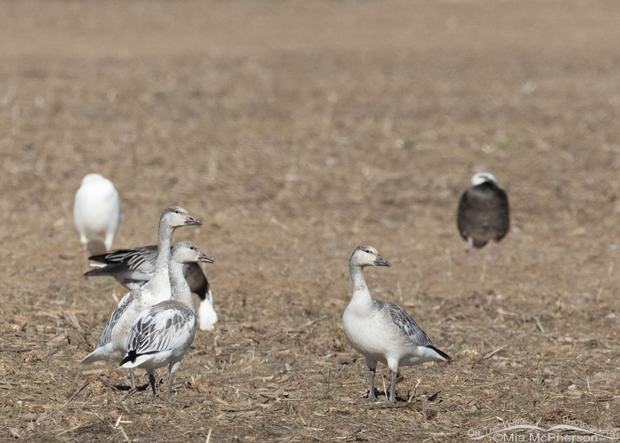 Immature white morph Snow Geese in the front, Sequoyah National Wildlife Refuge, Oklahoma