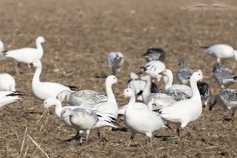 Small gaggle of Snow Geese in a field, Sequoyah National Wildlife Refuge, Oklahoma