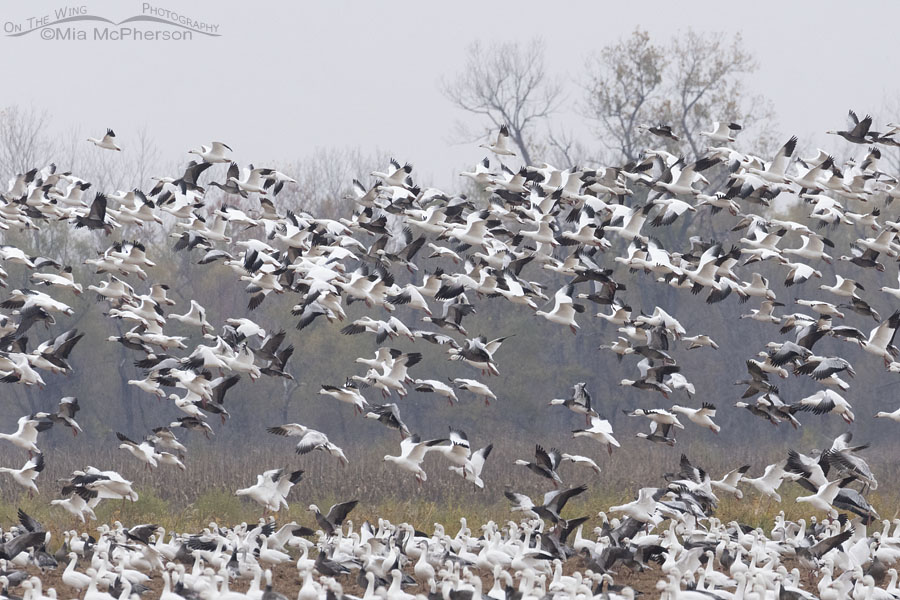 Blizzard of Snow Geese taking off at Sequoyah National Wildlife Refuge, Oklahoma