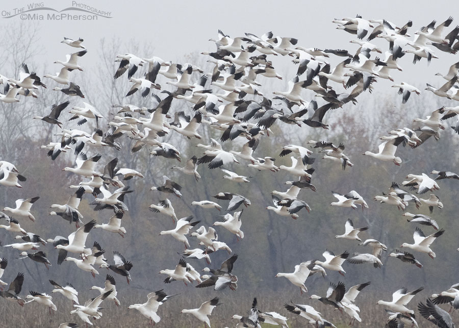 Flock of Snow Geese blasting off at Sequoyah NWR, Sequoyah National Wildlife Refuge, Oklahoma