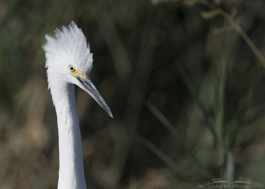 Snowy Egret portrait at Bear River MBR, Bear River Migratory Bird Refuge, Box Elder County, Utah