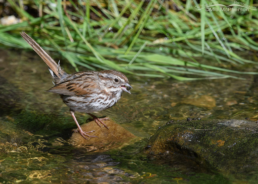 Song Sparrow with a snail in its bill, Wasatch Mountains, Morgan County, Utah