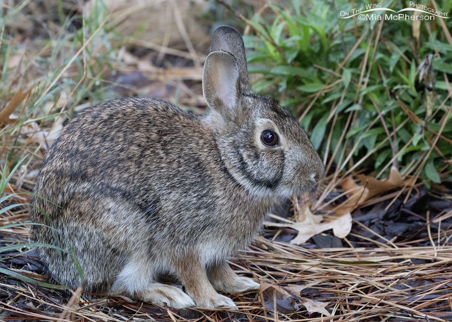 Young Swamp Rabbit in autumn, Sebastian County, Arkansas