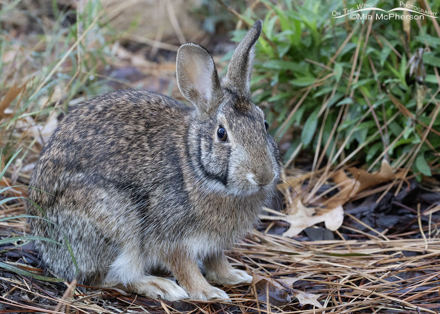 Young Swamp Rabbit waking up for the day, Sebastian County, Arkansas