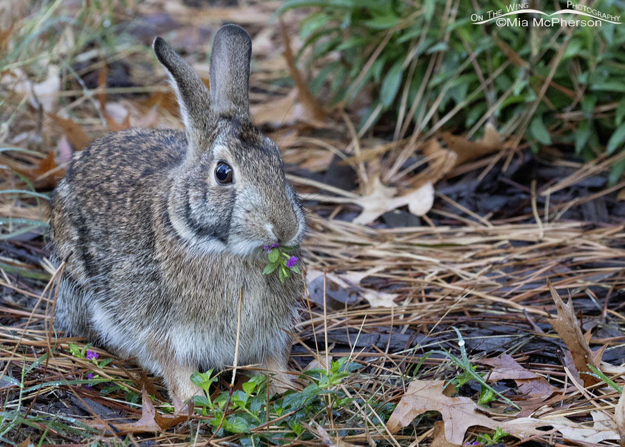 Young Swamp Rabbit munching on garden flowers, Sebastian County, Arkansas