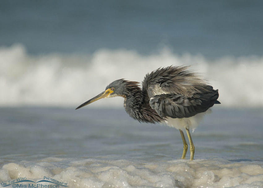 Tricolored Heron fluffing up after fishing in the Gulf, Fort De Soto County Park, Pinellas County, Florida