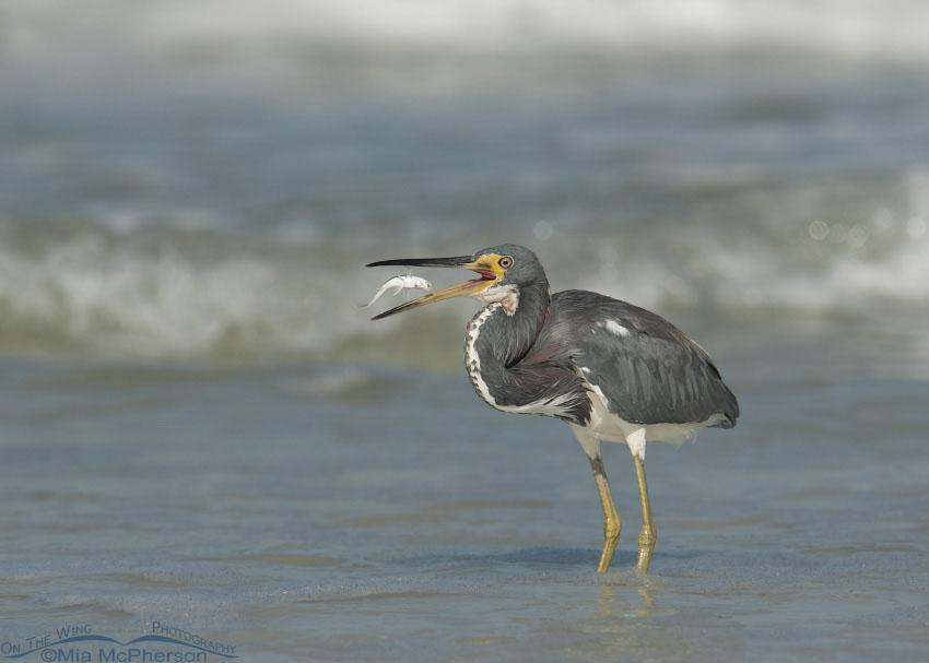 Tricolored Heron with its prey in mid air, Fort De Soto County Park, Pinellas County, Florida