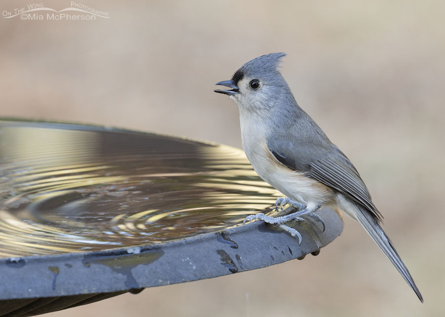 Tufted Titmouse after getting a drink, Sebastian County, Arkansas