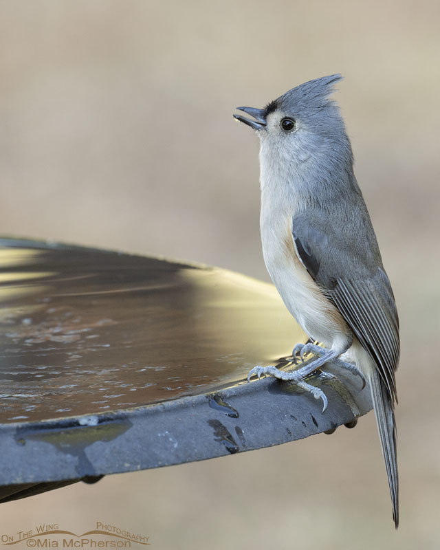 Tufted Titmouse swallowing water, Sebastian County, Arkansas