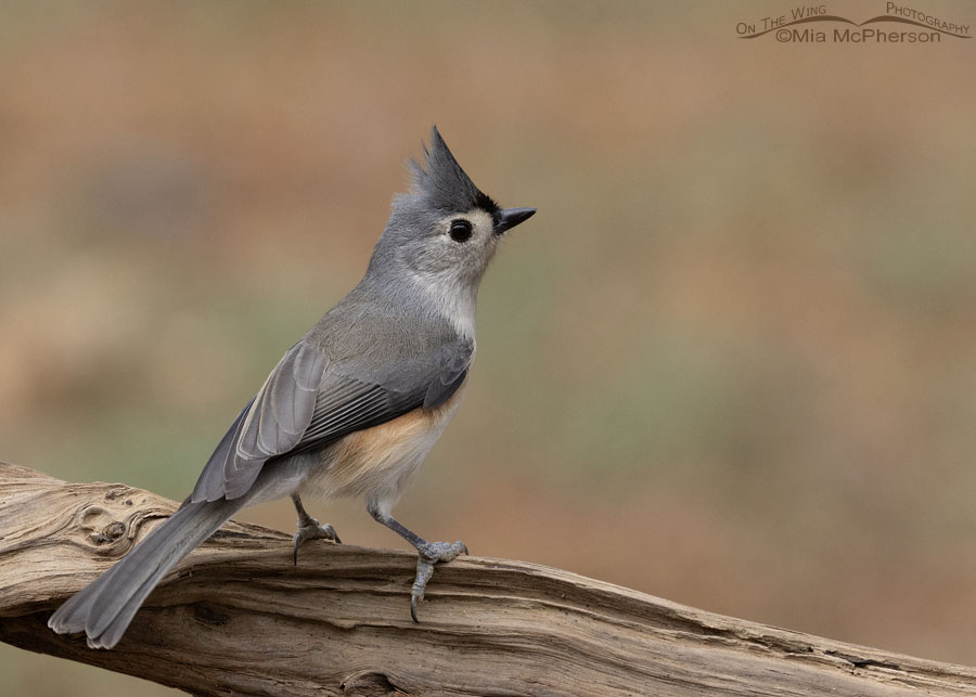 Tufted Titmouse and fall colors, Sebastian County, Arkansas