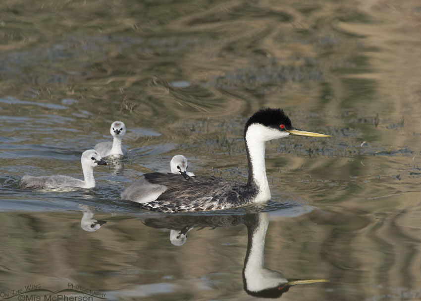 Western Grebe with three chicks, Bear River Migratory Bird Refuge, Box Elder County, Utah