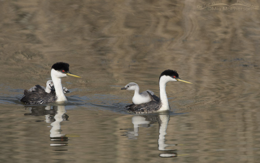 Family of Western Grebes at Bear River, Bear River Migratory Bird Refuge, Box Elder County, Utah