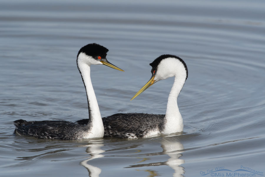 Spring Western Grebes at Bear River MBR, Box Elder County, Utah