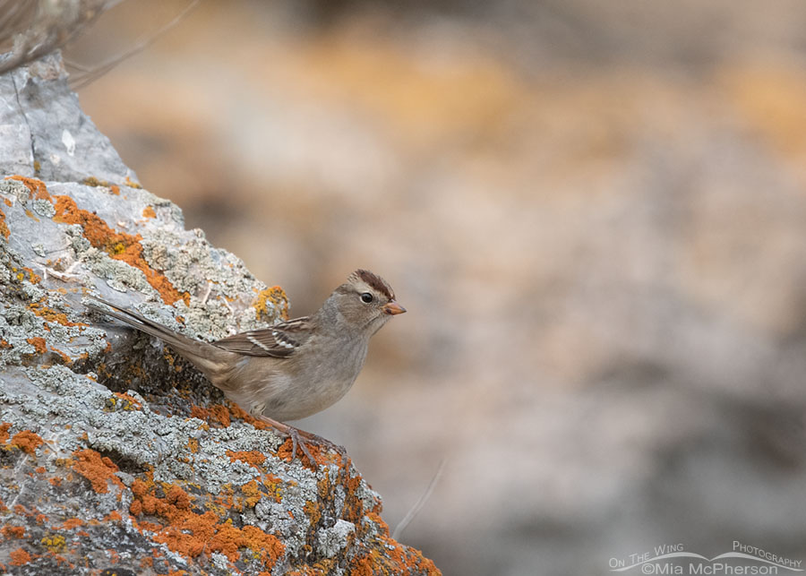 Immature White-crowned Sparrow on a lichen covered rock, Box Elder County, Utah