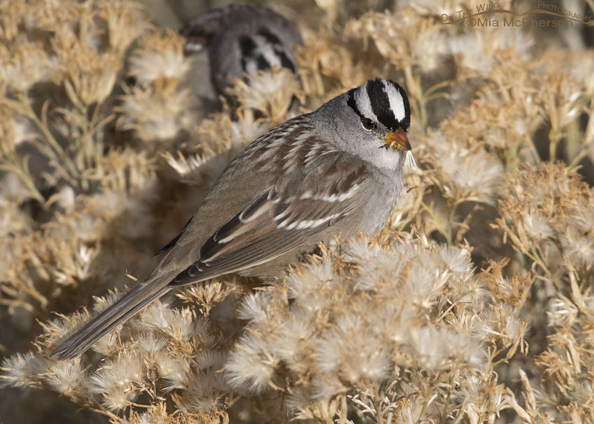 White-crowned Sparrow feeding on Rabbitbrush seeds, Antelope Island State Park, Davis County, Utah