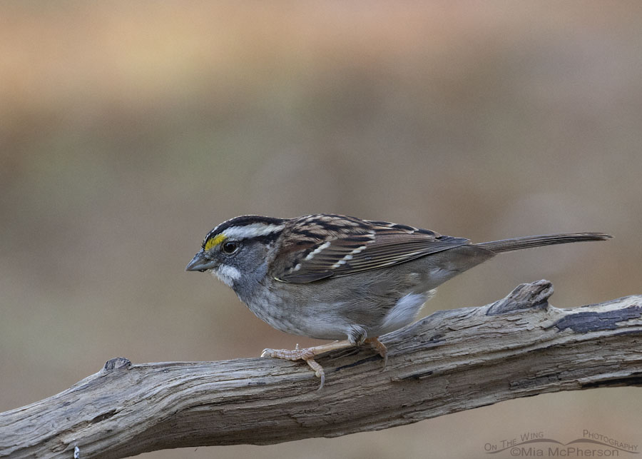 White-throated Sparrow on driftwood, Sebastian County, Arkansas