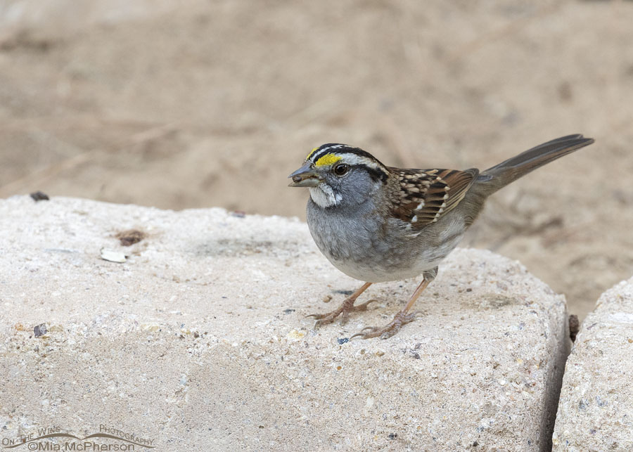 White-throated Sparrow eating a seed, Sebastian County, Arkansas