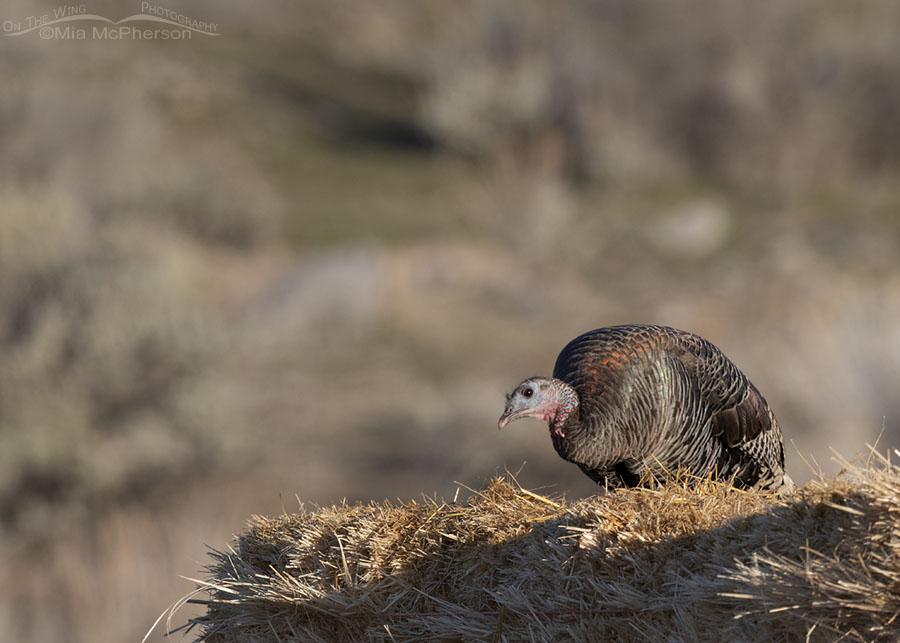 Curious Wild Turkey hen on a bale of hay, Box Elder County, Utah