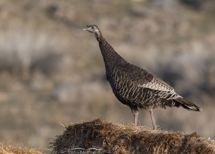 Alert Wild Turkey hen on a hay bale, Box Elder County, Utah