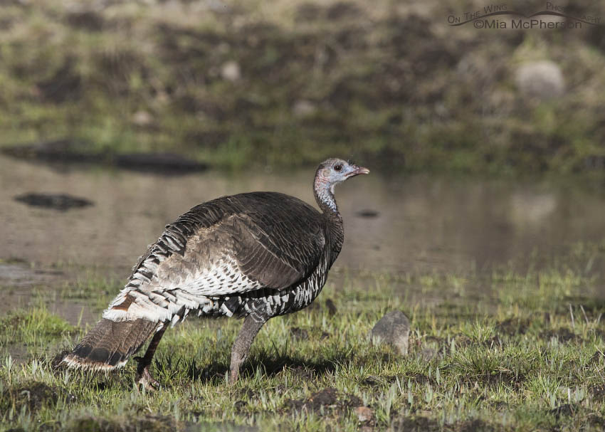 Wild Turkey hen on the way up Boulder Top, Dixie National Forest, Wayne County, Utah