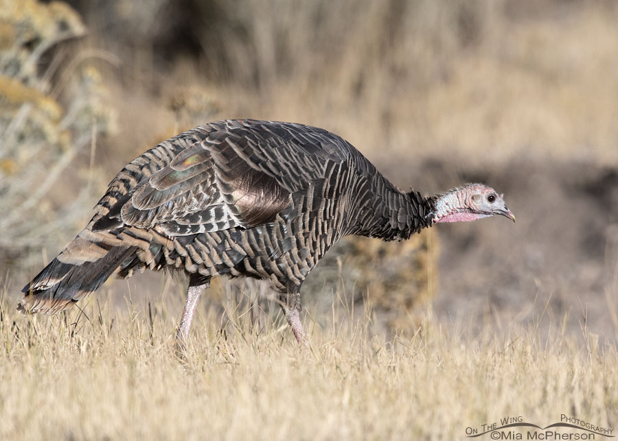 Foraging Wild Turkey hen in the mountains of the West Desert, Tooele County, Utah