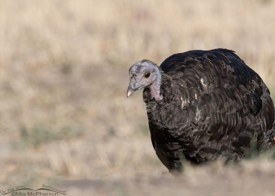 Late September Wild Turkey hen close up, West Desert, Tooele County, Utah