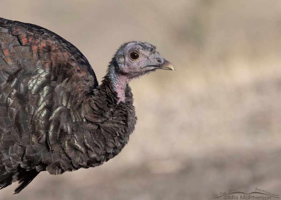 Fearless Wild Turkey hen, West Desert, Tooele County, Utah