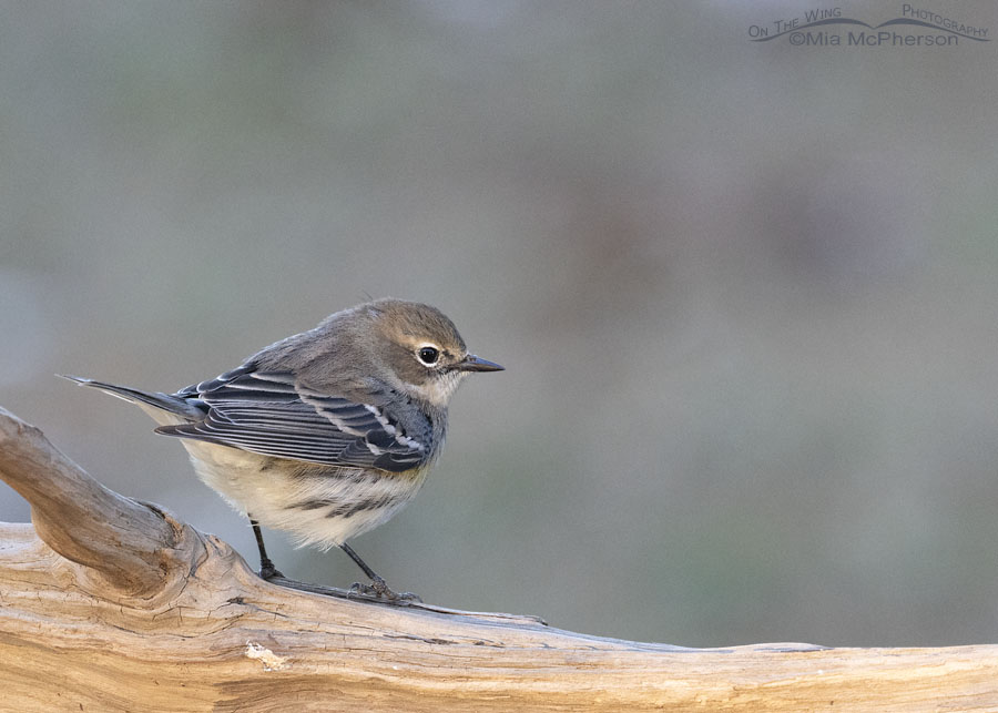 Myrtle Yellow-rumped Warbler on a chilly fall morning, Sebastian County, Arkansas