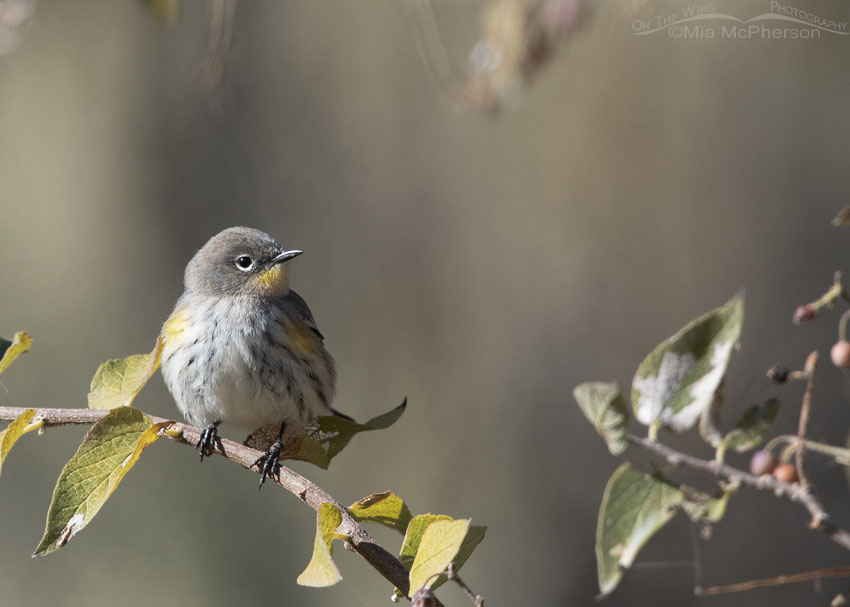 Audubon's Yellow-rumped Warbler during fall migration, Box Elder County, Utah