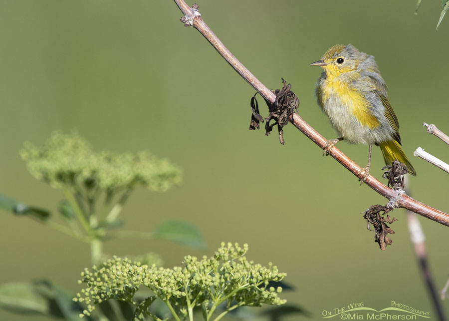 Yellow Warbler fledgling in a Blue Elderberry bush, Wasatch Mountains, Summit County, Utah