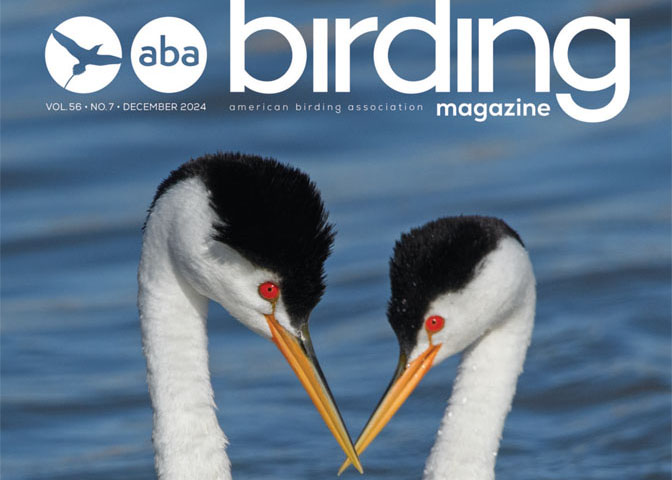 ABA Birding Magazine - December 2024 Clark's Grebe cover thumbnail