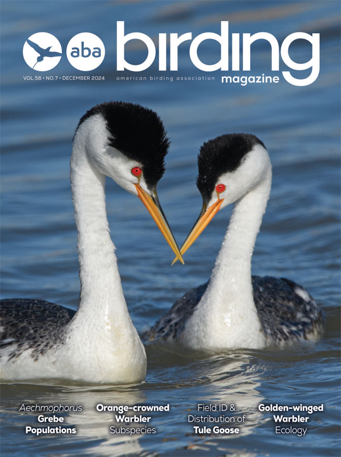 ABA Birding Magazine - December 2024 Clark's Grebe cover and Table of Contents - Orange-crowned Warbler