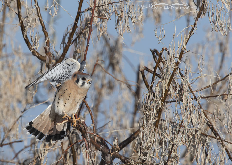 Stretching male American Kestrel in a Russian Olive, Bear River Migratory Bird Refuge, Box Elder County, Utah