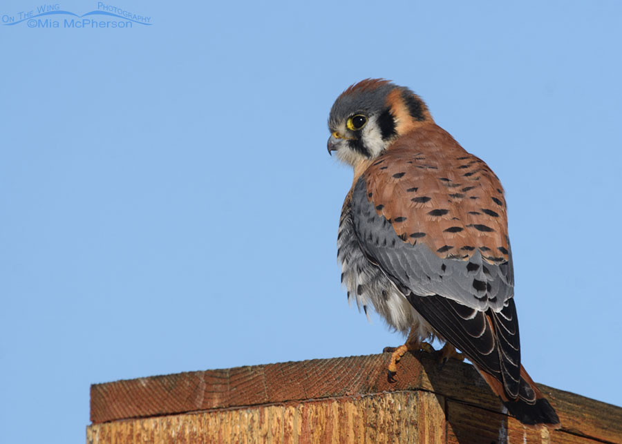 Male American Kestrel perched on an interpretive sign, Bear River Migratory Bird Refuge, Box Elder County, Utah