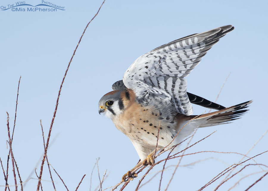 Male American Kestrel being buffeted by a strong breeze, Bear River Migratory Bird Refuge, Box Elder County, Utah