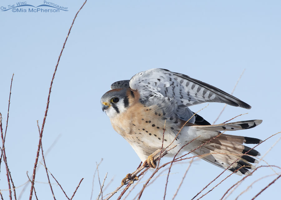 Male American Kestrel struggling to maintain his grip on thin branches, Bear River Migratory Bird Refuge, Box Elder County, Utah