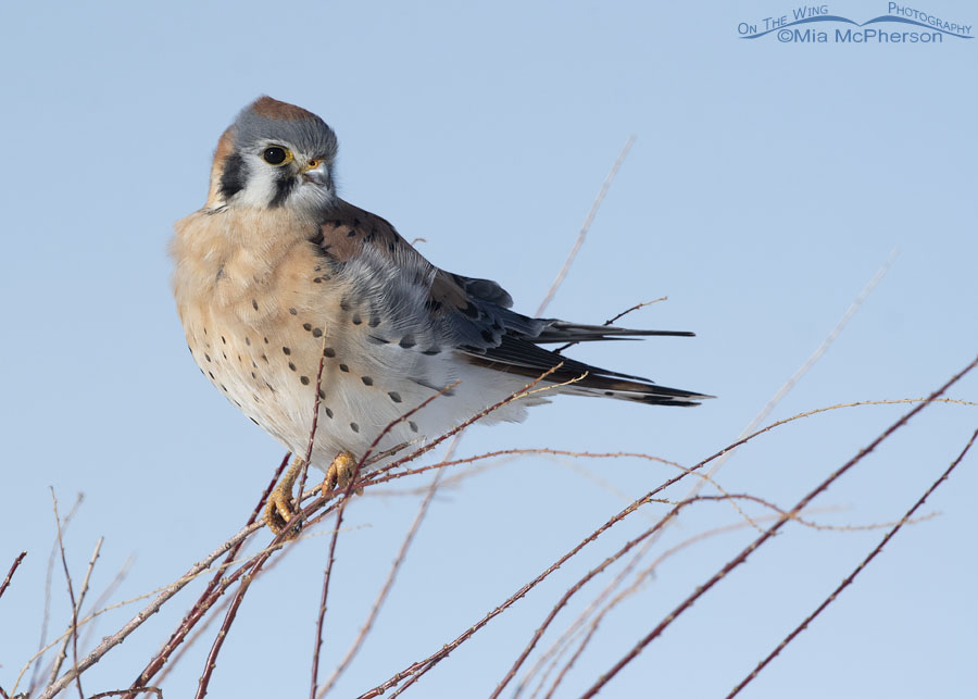 Male American Kestrel perched on a Tamarisk shrub, Bear River Migratory Bird Refuge, Box Elder County, Utah