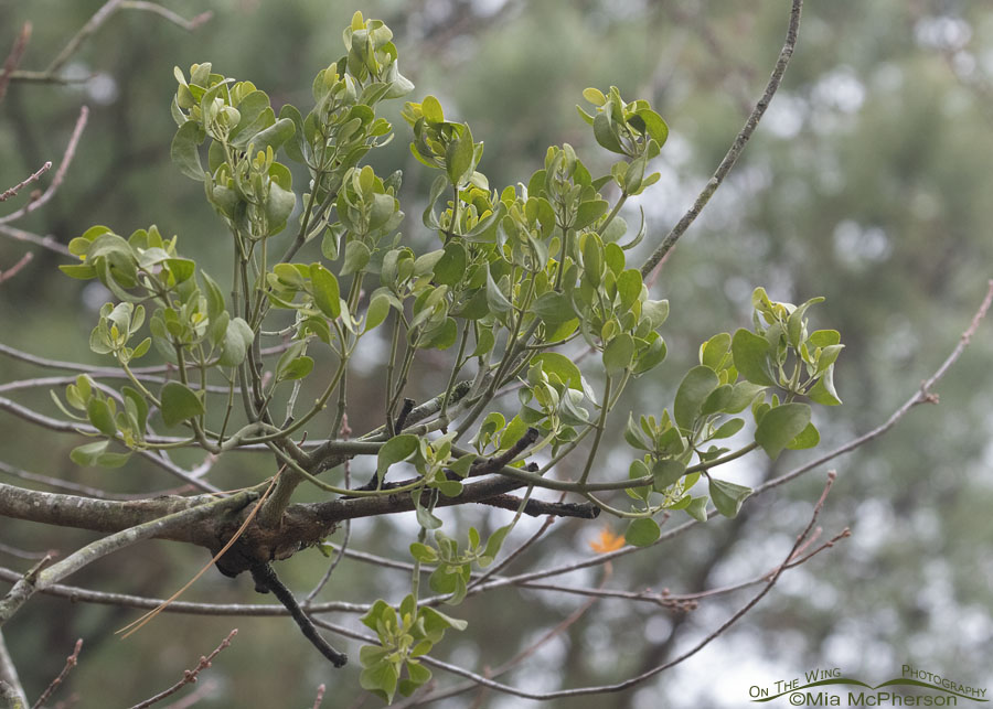 American Mistletoe in a Silver Maple, Sebastian County, Arkansas